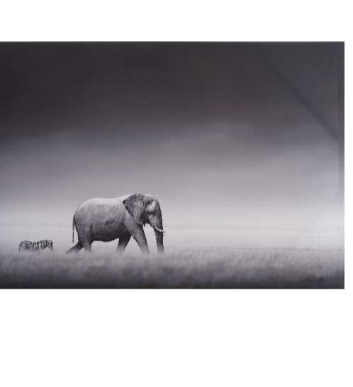 รูปภาพพิมพ์ผ้าใบ Animal  C9060-1 ขนาด 90x60 ซม. (ก.xส.) NICE  (ช้างและม้าลาย)