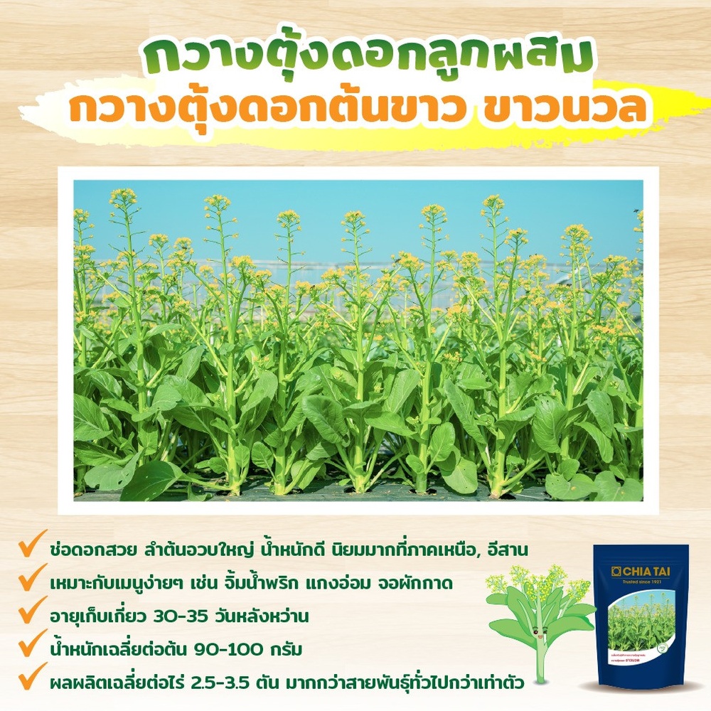เจียไต๋ เมล็ดพันธุ์- ผักกาดกวางตุ้งลูกผสม กวางตุ้งดอกต้นเขียว ปิ่นมรกต F1 Hybrid