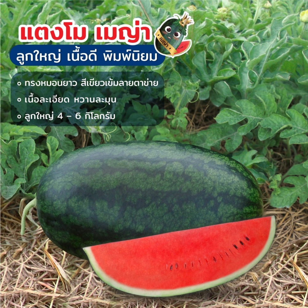 เจียไต๋ เมล็ดพันธุ์- แตงโมลูกผสม เมญ่า F1 Hybrid