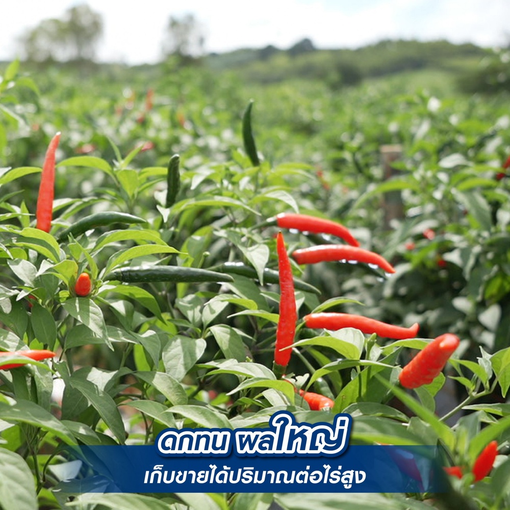 เจียไต๋ เมล็ดพันธุ์- พริกขี้หนูสวนสายหยุด F1 Hybrid