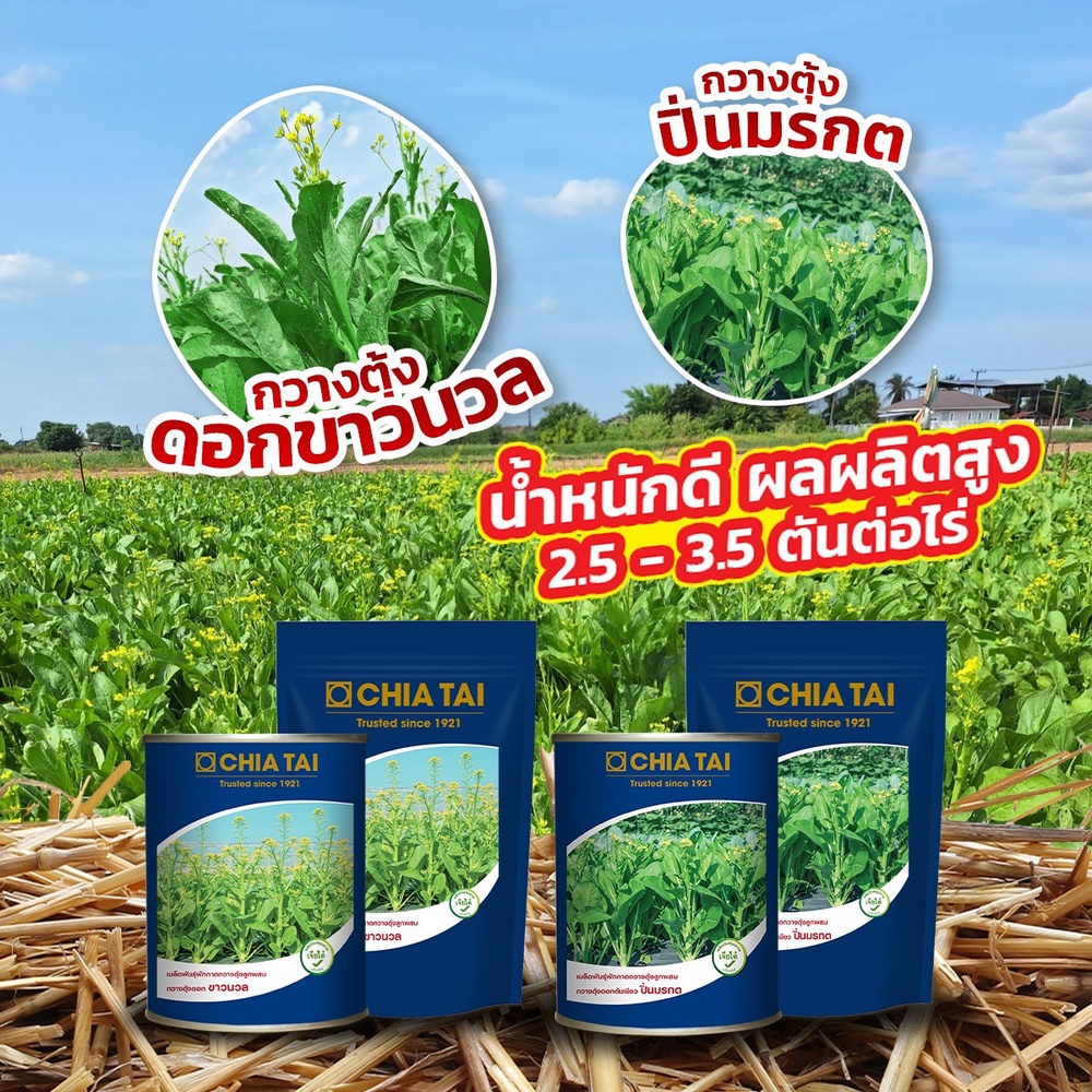 เจียไต๋ เมล็ดพันธุ์- ผักกาดกวางตุ้งลูกผสม กวางตุ้งดอกต้นเขียว ปิ่นมรกต F1 Hybrid