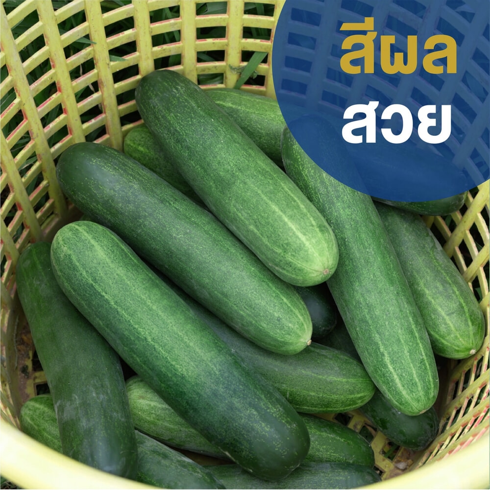 เจียไต๋ เมล็ดพันธุ์- แตงร้าน