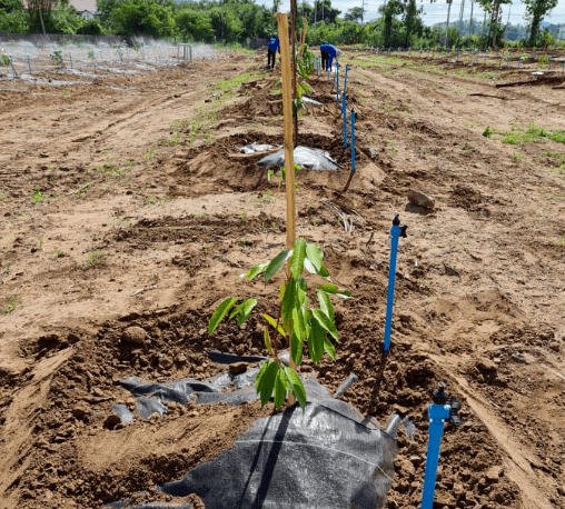 CP ผ้าพลาสติก คลุมวัชพืช ชนิดคลุมโคนต้น ขนาด 0.9x1M.(5/แพ็ค)