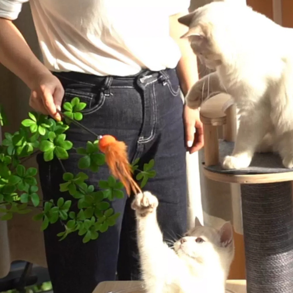 DUDUPETS ไม้ตกแมว รุ่นS37 ขนาด 2X50X2ซม.คละสี