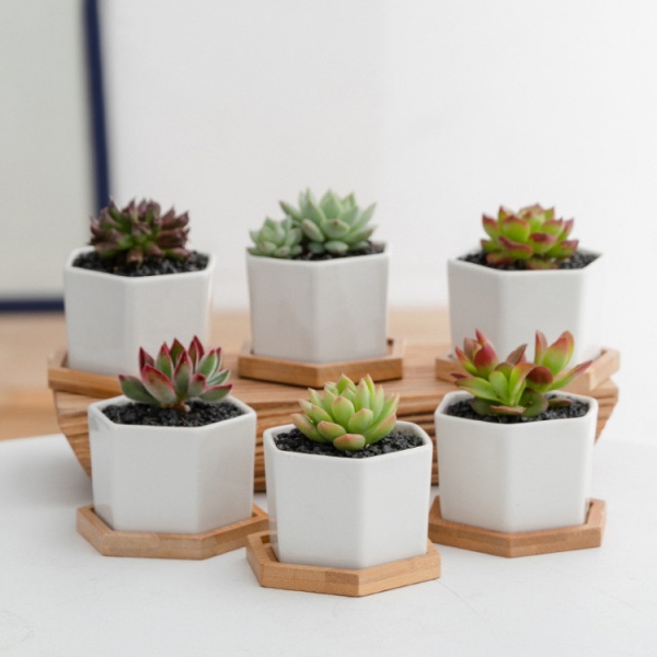 Tree’O กระถางเซรามิก พร้อมจานรอง รุ่น 4LY-016 สีขาว
