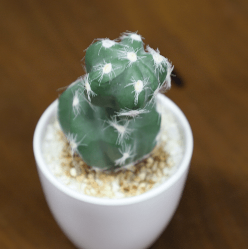 Gallery item 3