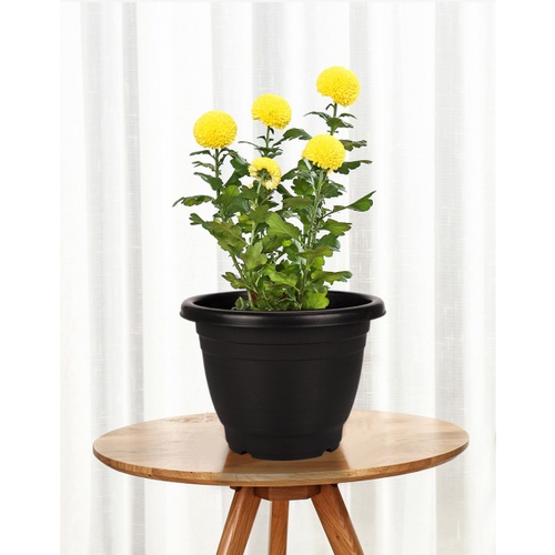 Gallery item 5