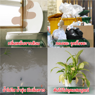Gallery item 11