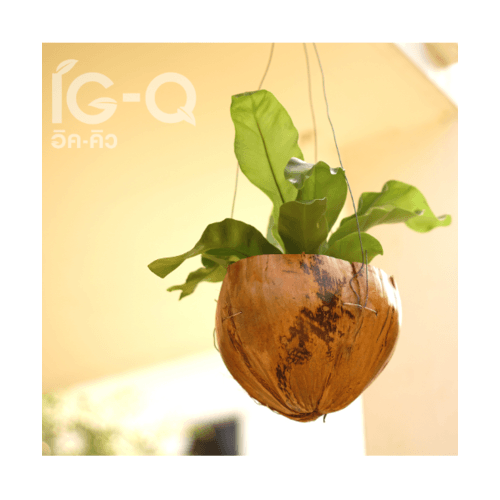 Gallery item 8