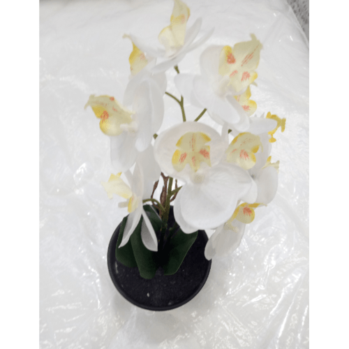 Gallery item 8