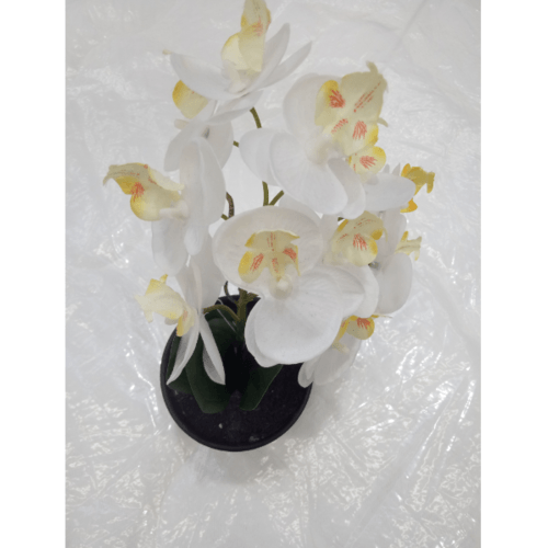 Gallery item 10