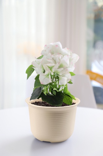 Gallery item 10