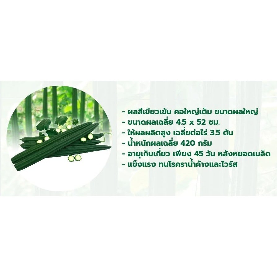 เจียไต๋ เมล็ดพันธุ์- บวบเหลี่ยม