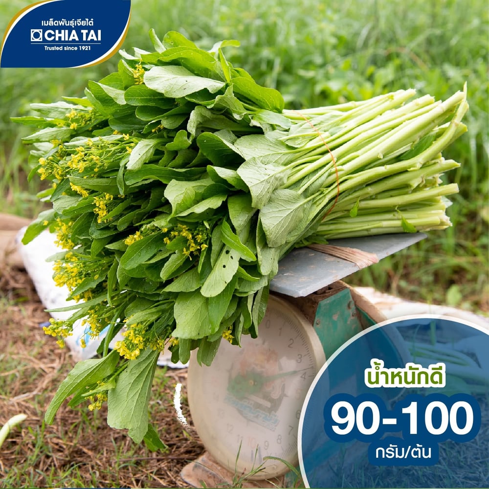 เจียไต๋ เมล็ดพันธุ์- กวางตุ้งดอก(ต้นขาว)