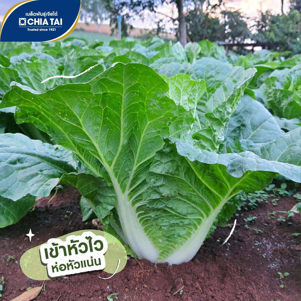 เจียไต๋ เมล็ดพันธุ์- ผักกาดขาวปลี