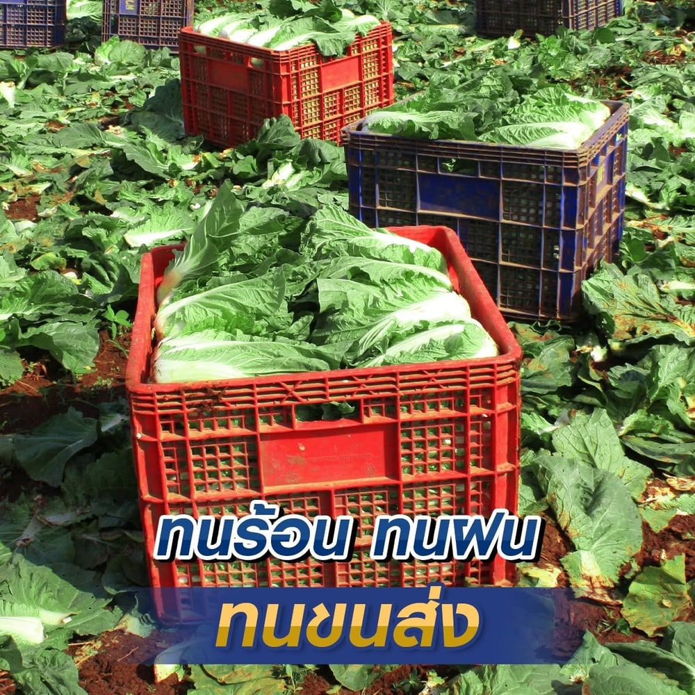 เจียไต๋ เมล็ดพันธุ์- ผักกาดขาวปลี