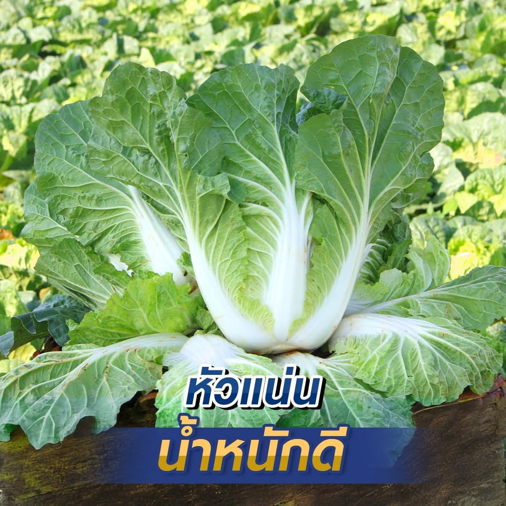 เจียไต๋ เมล็ดพันธุ์- ผักกาดขาวปลี
