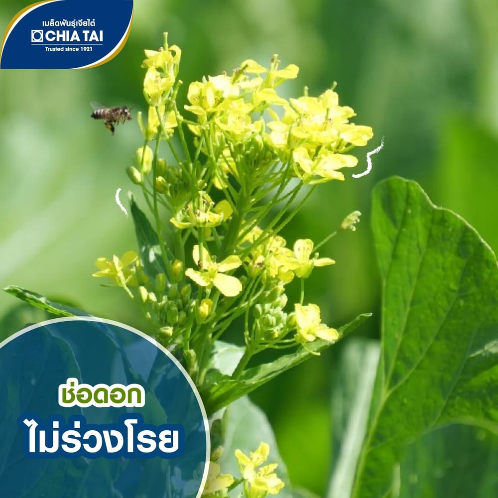 เจียไต๋ เมล็ดพันธุ์- กวางตุ้งดอก(ต้นขาว)