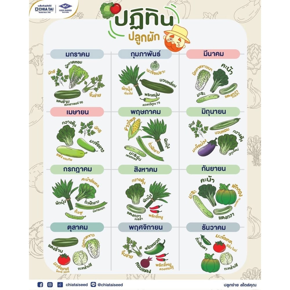 เจียไต๋ เมล็ดพันธุ์- บวบเหลี่ยม