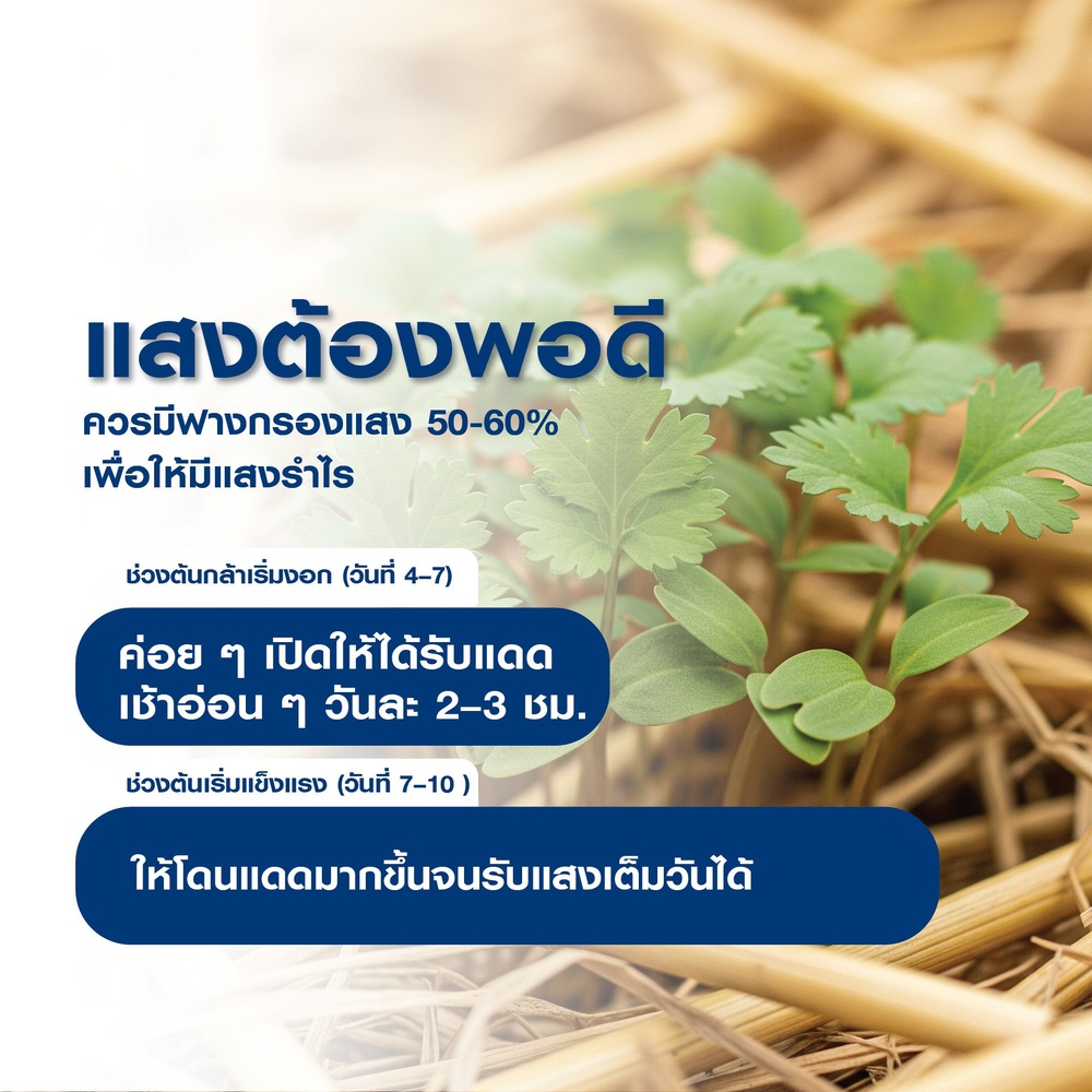 เจียไต๋ เมล็ดพันธุ์- ผักชี โลตัส คัดพิเศษ