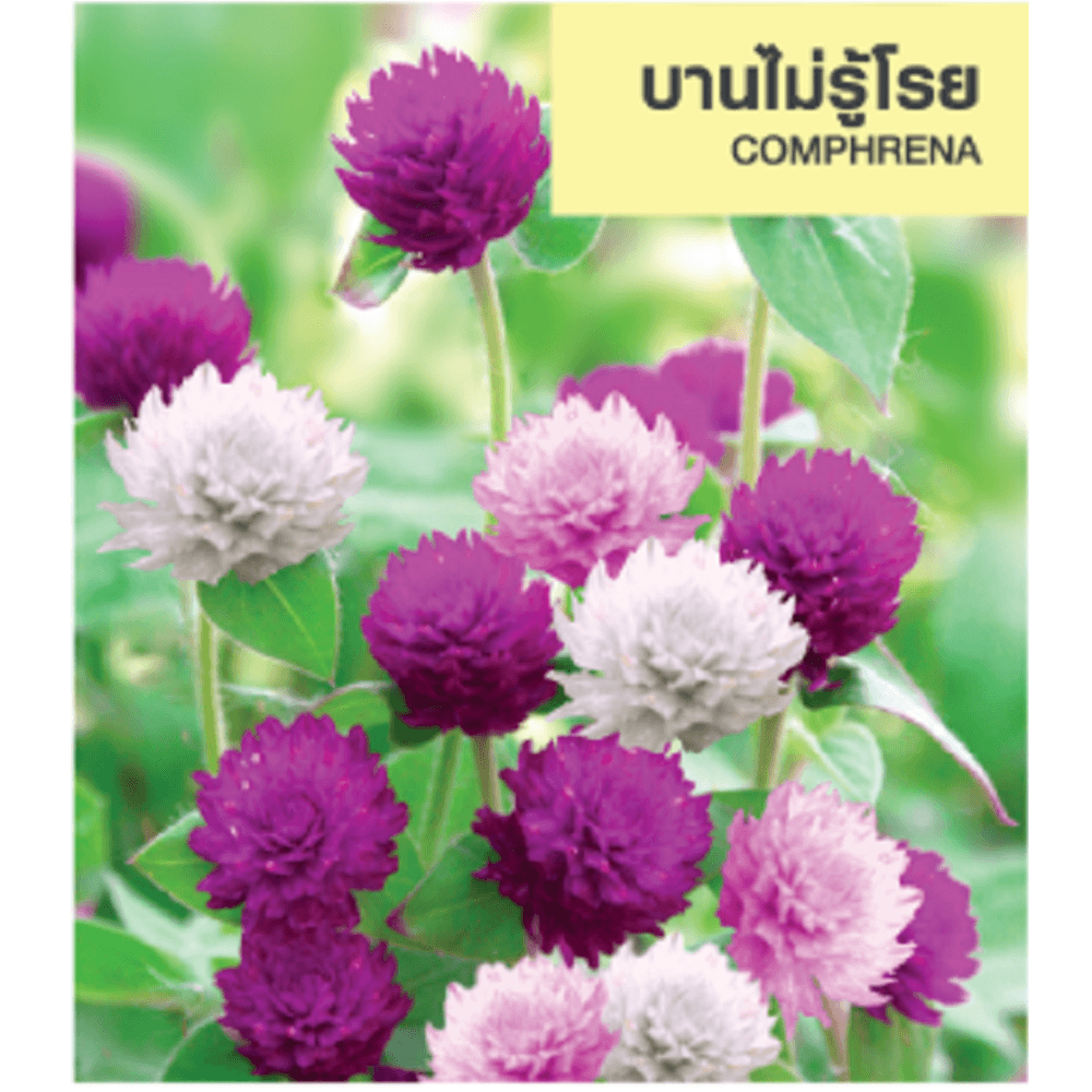 เจียไต๋ เมล็ดพันธุ์- บานไม่รู้โรย