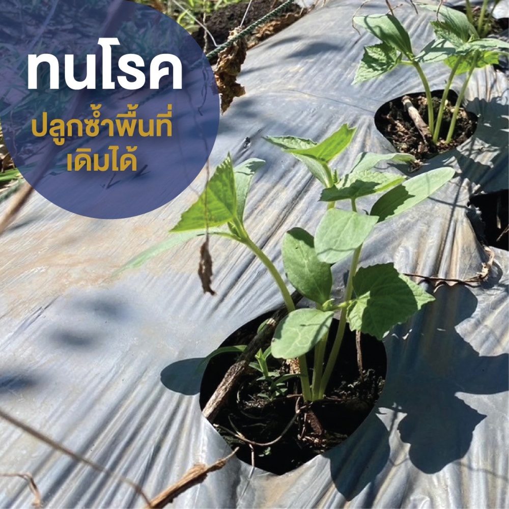 เจียไต๋ เมล็ดพันธุ์- แตงกวาลูกผสม เบลล่า F1 Hybrid