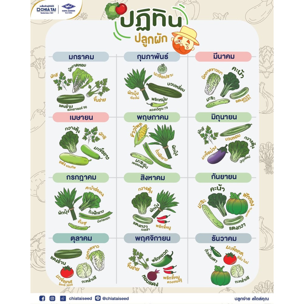 เจียไต๋ เมล็ดพันธุ์- ถั่วลันเตาหวาน สวีทตี้ F1 Hybrid