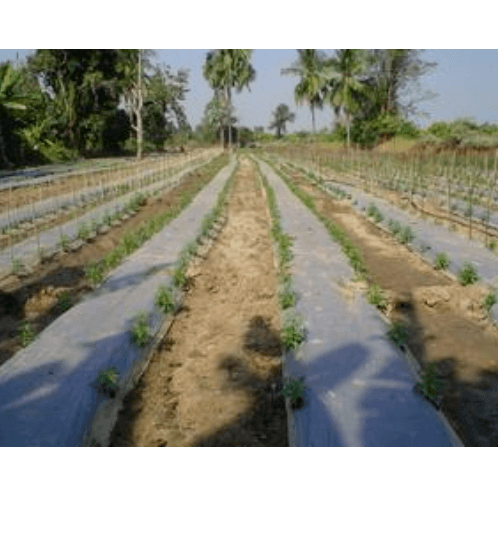ENVI-GREEN ผ้าพลาสติกปูดิน3ด.0.8x400M.(25ไมครอน)