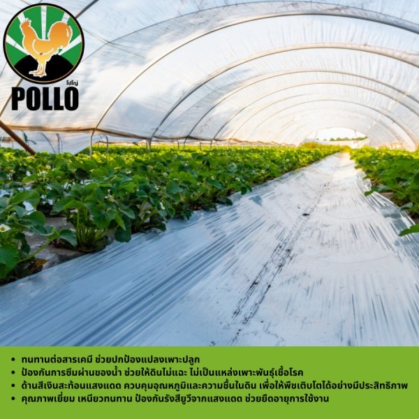 POLLO พลาสติกคุลมแปลง 1m.x400m.x25mic UV ดำเงิน