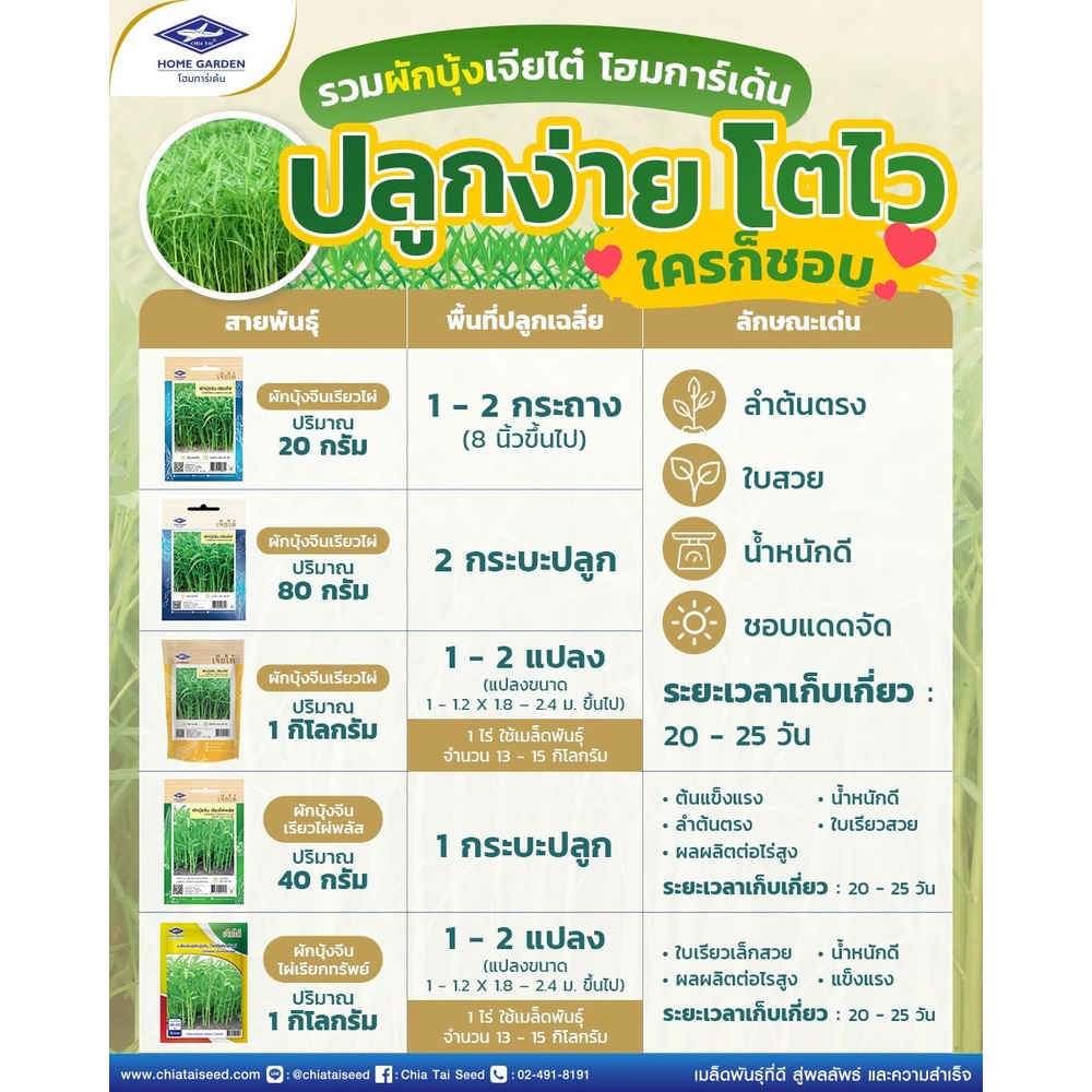 เจียไต๋ เมล็ดพันธุ์- ผักบุ้งจีน เรียวไผ่พลัส คัดพิเศษ