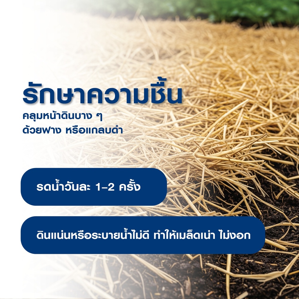 เจียไต๋ เมล็ดพันธุ์- ผักชี โลตัส คัดพิเศษ