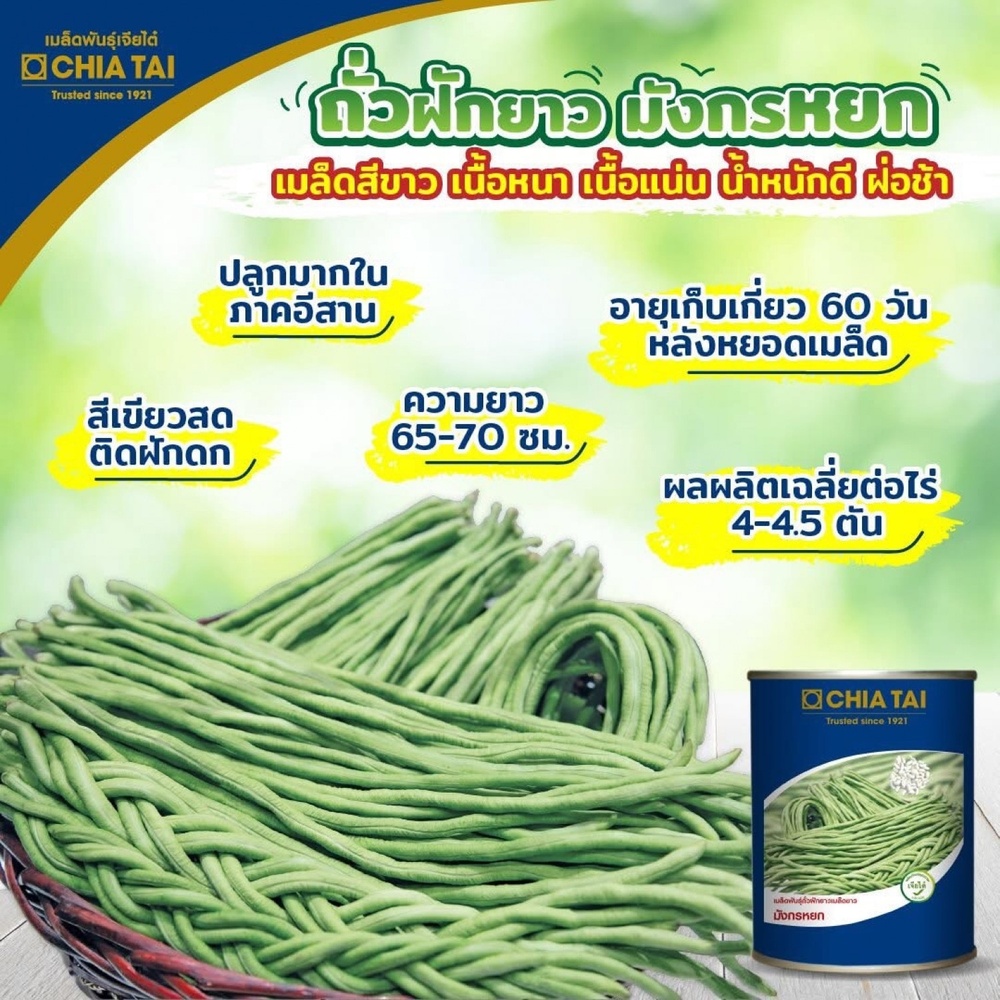 เจียไต๋ เมล็ดพันธุ์- ถั่วฝักยาวเมล็ดขาว มังกรหยก คัดพิเศษ
