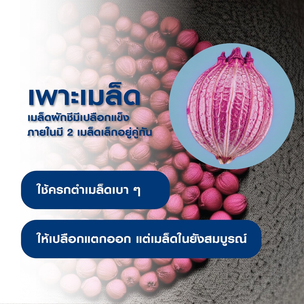 เจียไต๋ เมล็ดพันธุ์- ผักชี โลตัส คัดพิเศษ