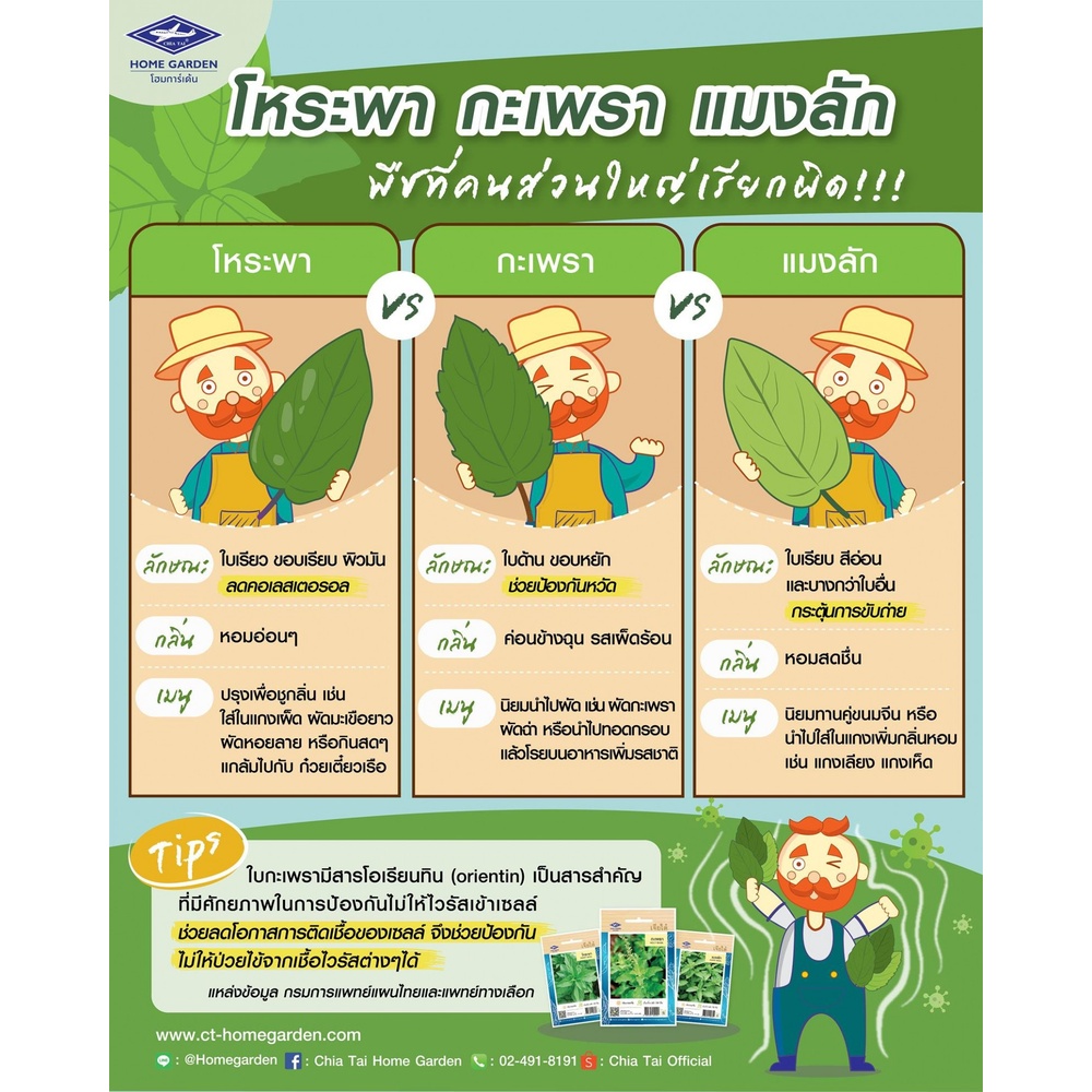 เจียไต๋ เมล็ดพันธุ์- โหระพา ทิพย์สุคนธ์ คัดพิเศษ