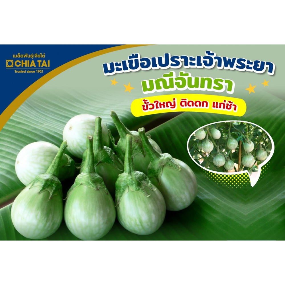 เจียไต๋ เมล็ดพันธุ์- มะเขือเปราะลูกผสม มณีจันทรา F1 Hybrid