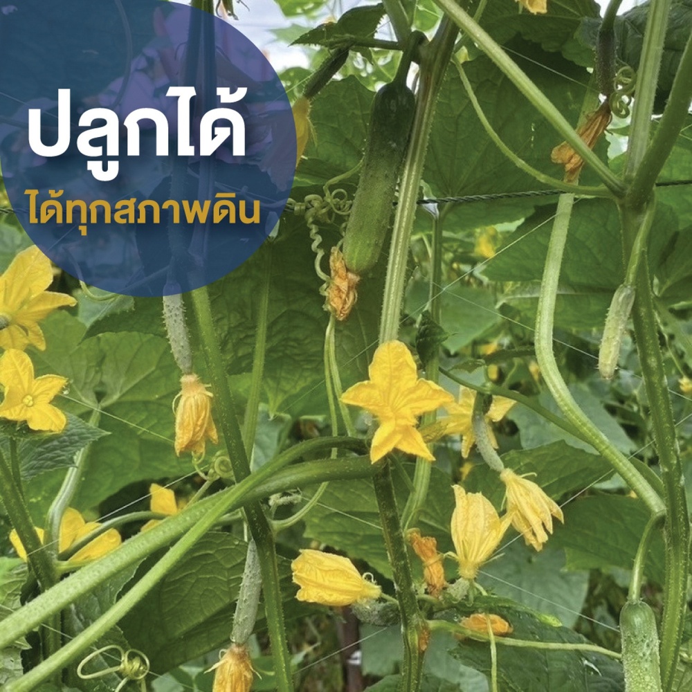 เจียไต๋ เมล็ดพันธุ์- แตงกวาลูกผสม เบลล่า F1 Hybrid